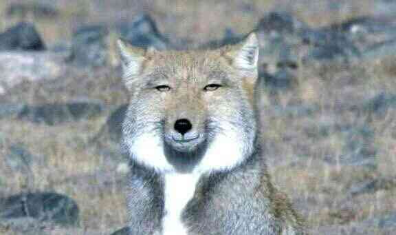 お気に入りの画像貼ってくトピ