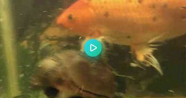                                         Turtle rides fish - GIF on Imgur