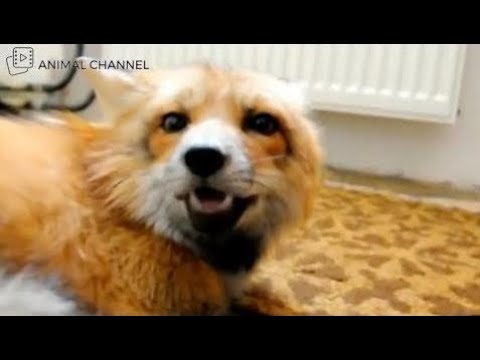 かわいいキツネたちの動画集が悶絶級！無邪気なキツネ達の姿にメロメロにされる #1 - YouTube