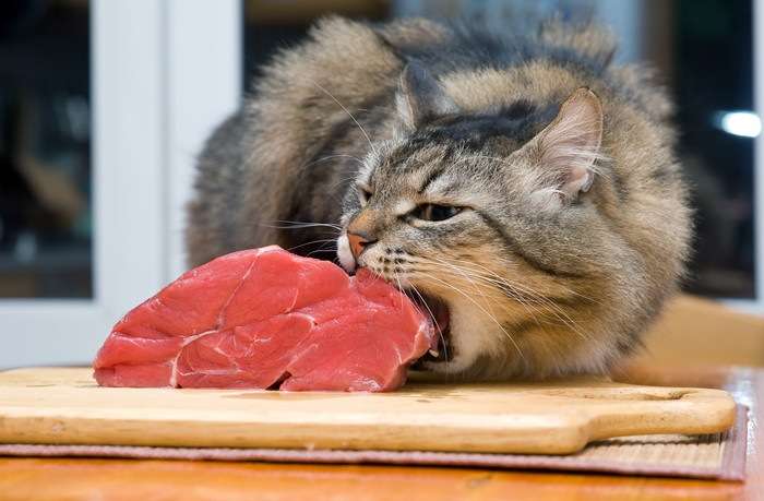 【獣医師監修】猫に生肉を食べさせるときの正しい与え方と注意点