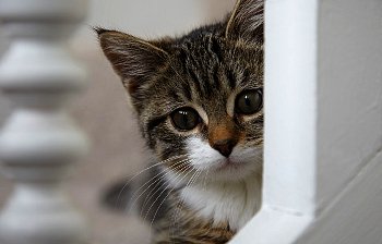動物ひょっこりはん画像