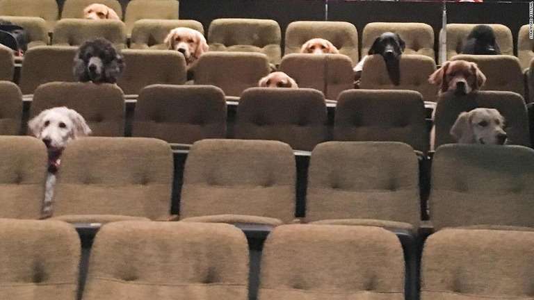 CNN.co.jp : 補助犬の卵がミュージカル鑑賞、訓練の一環で　カナダ