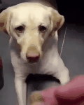 なんとも言えない表情の動物画像ください