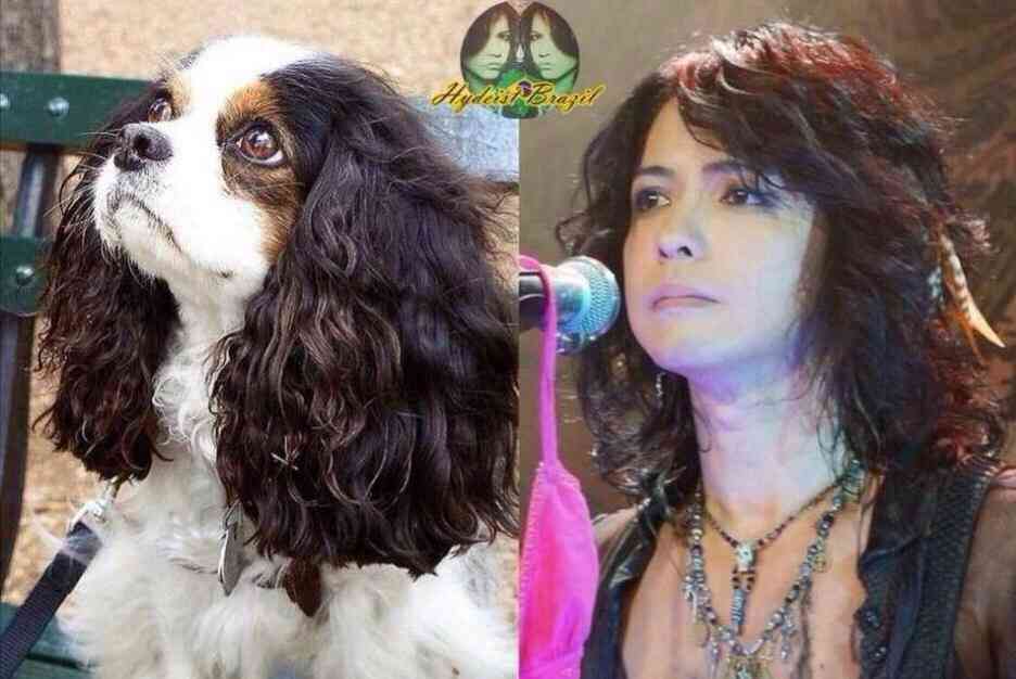 犬顔猫顔とは？