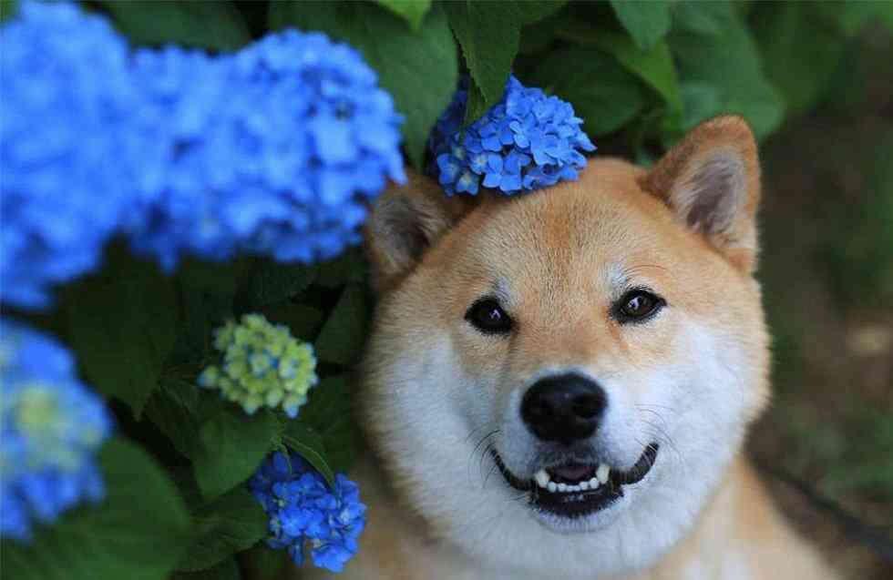 ガルちゃんで画像(サイト)を貼り付ける方法&練習Part24