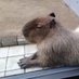ごろごろ on Twitter: 