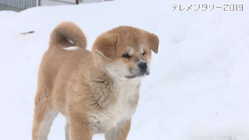 ガルちゃんで画像(サイト)を貼り付ける方法&練習Part24