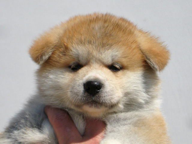 ガルちゃんで画像(サイト)を貼り付ける方法&練習Part24