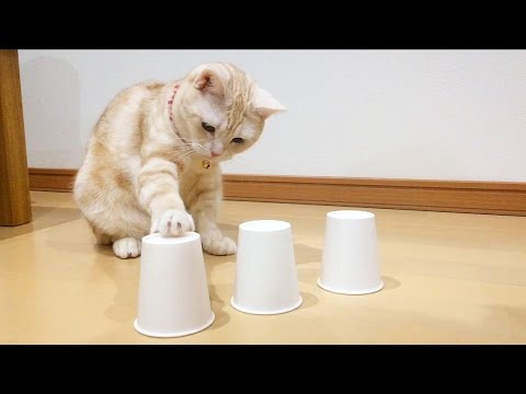 Cat plays Cup Game / 猫とシャッフルゲーム - YouTube