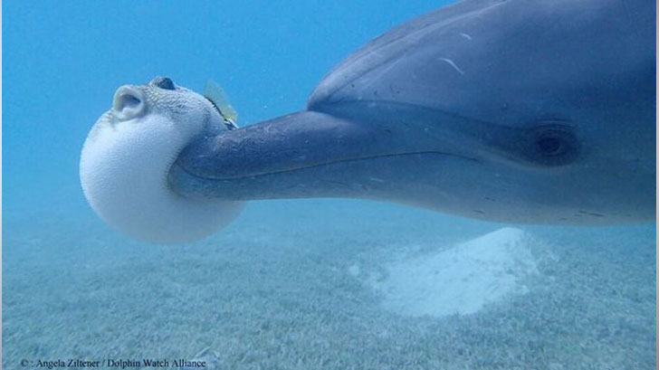 お気に入りの画像貼ってくトピ