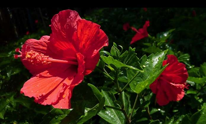 【8月】ガーデニングトピ🌺家庭菜園可