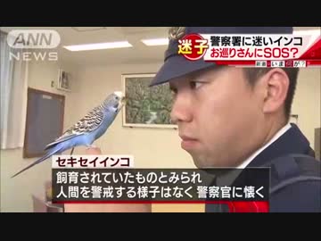 「かわいい」迷いインコ　警察官に保護され仲良しに - ニコニコ動画