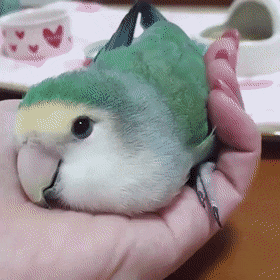 鳥カフェ(⊙ө⊙)倶楽部part6