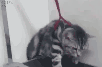 二度見どころか三度見したくなる画像やGIFが集まるトピ