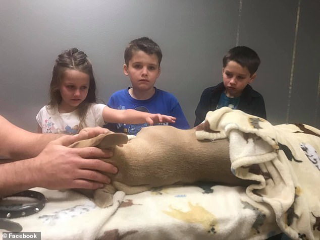 ピットブルの子犬が毒ヘビと格闘、子ども２人を守って死ぬ　米フロリダ州
