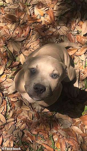 ピットブルの子犬が毒ヘビと格闘、子ども２人を守って死ぬ　米フロリダ州