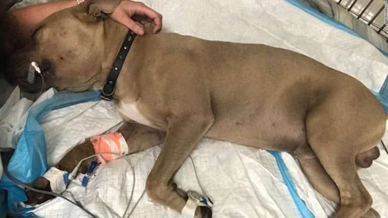 CNN.co.jp : ピットブルの子犬が毒ヘビと格闘、子ども２人を守って死ぬ　米フロリダ州 - (1/2)