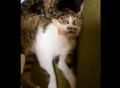 飼い主も笑いをこらえながら撮影 残念すぎる寝顔の猫が話題に (2019年9月29日掲載) - ライブドアニュース