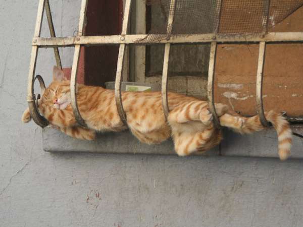ぐにゃぐにゃな動物たち