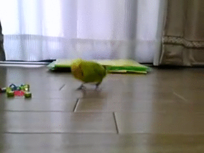 鳥カフェ(⊙ө⊙)倶楽部part6