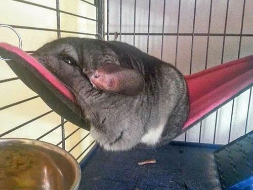 ぐにゃぐにゃな動物たち
