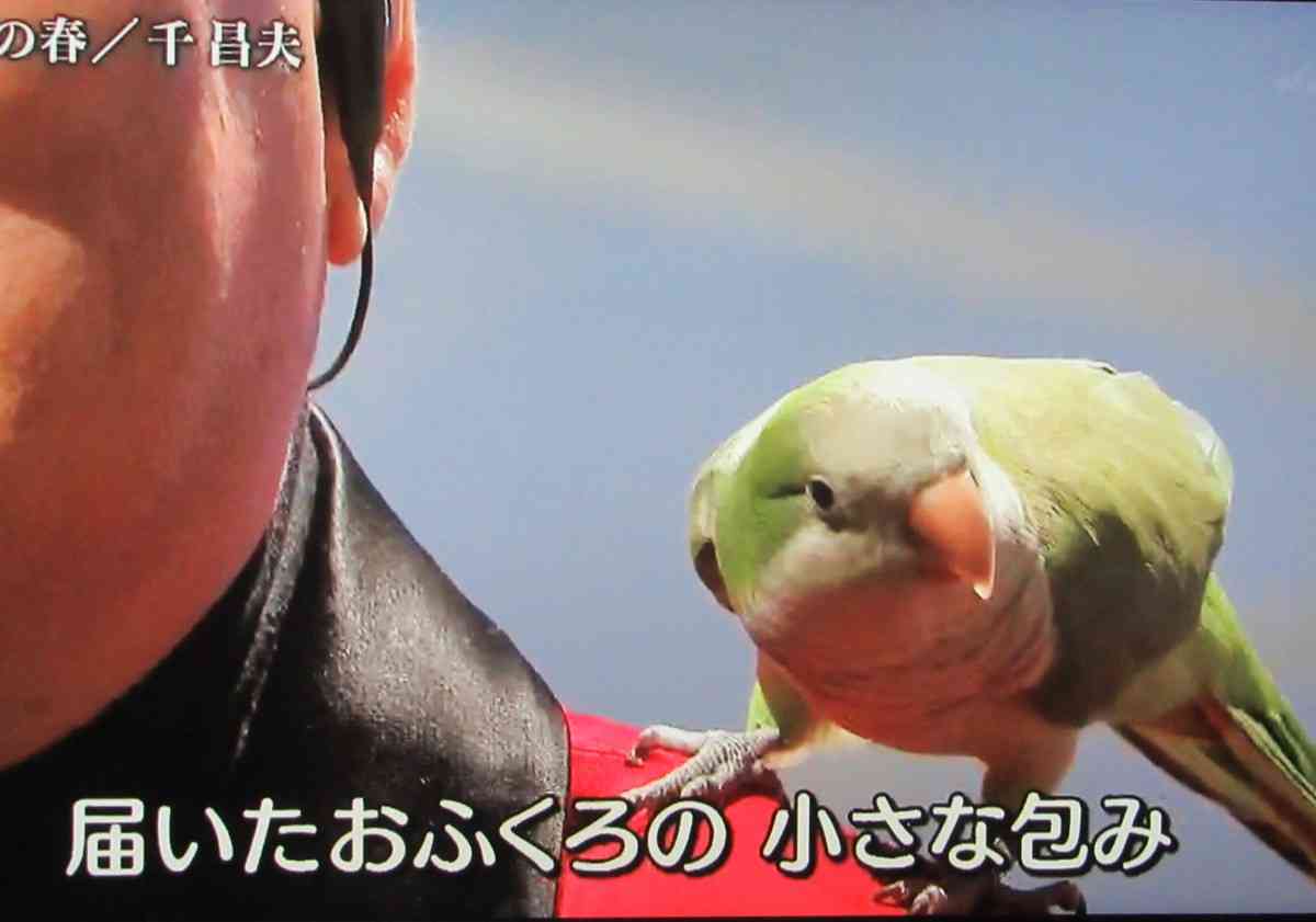 芸能人の飼ってるペット達集合!!