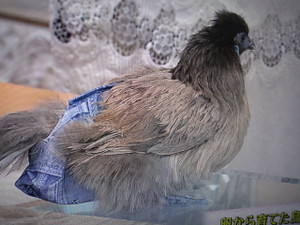 芸能人の飼ってるペット達集合!!