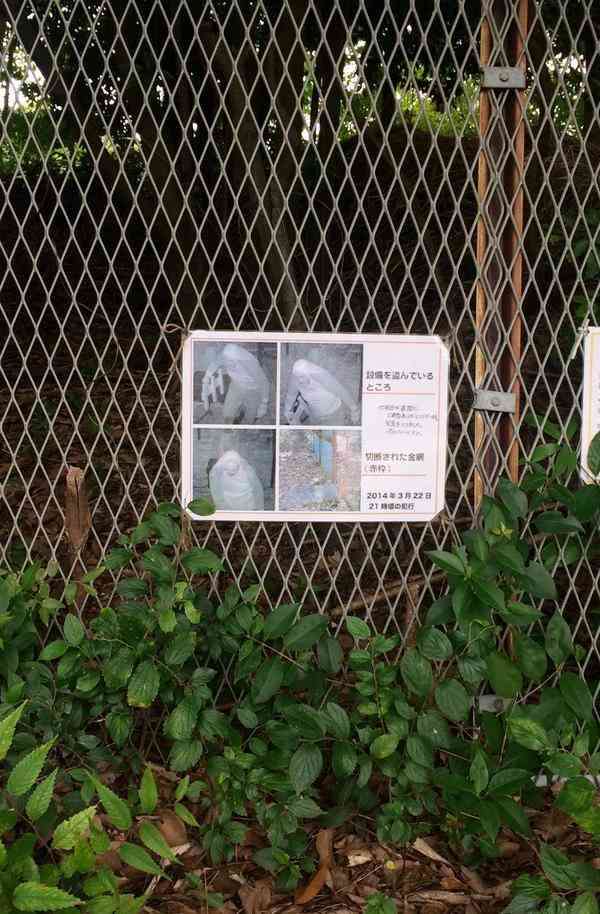 遠目にインコ探してる張り紙かと思って近づいたら(´・ω・`)