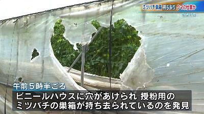 クマがはちみつ狙う？巣箱持ち出される　ビニールハウスに大きな穴　北海道