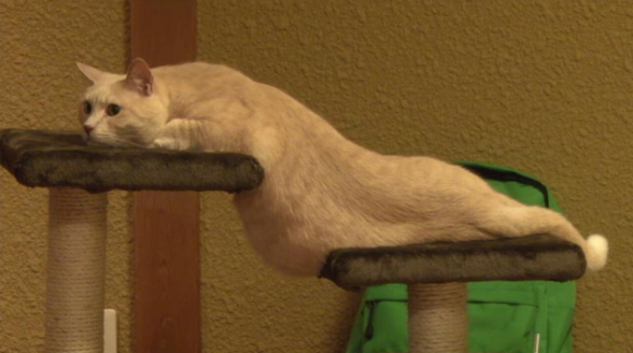 ぐにゃぐにゃな動物たち