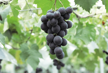 幻のぶどう「タノレッド」「タノブラック」|新潟の観光スポット|【公式】新潟県のおすすめ観光・旅行情報!にいがた観光ナビ