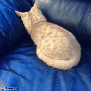 ぐにゃぐにゃな動物たち