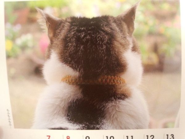 動物の後頭部トピ パート2