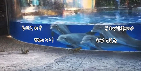 二度見どころか三度見したくなる画像やGIFが集まるトピ