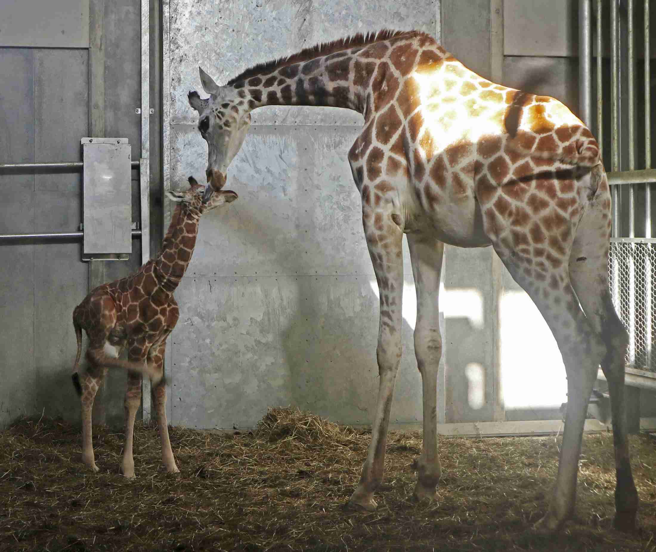 キリンの赤ちゃん事故死、北海道　旭山動物園、金網に角絡まる（共同通信） - Yahoo!ニュース