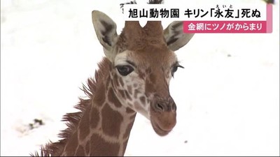キリンの赤ちゃん事故死、北海道　旭山動物園、金網に角絡まる