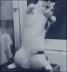 二度見どころか三度見したくなる画像やGIFが集まるトピ