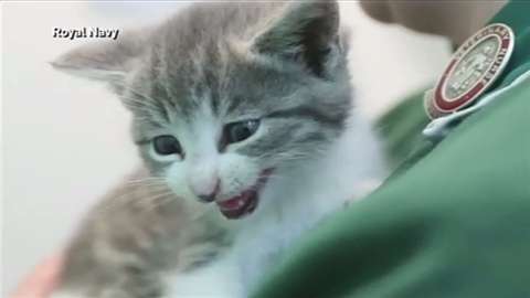 イギリスで子猫が483キロの大冒険