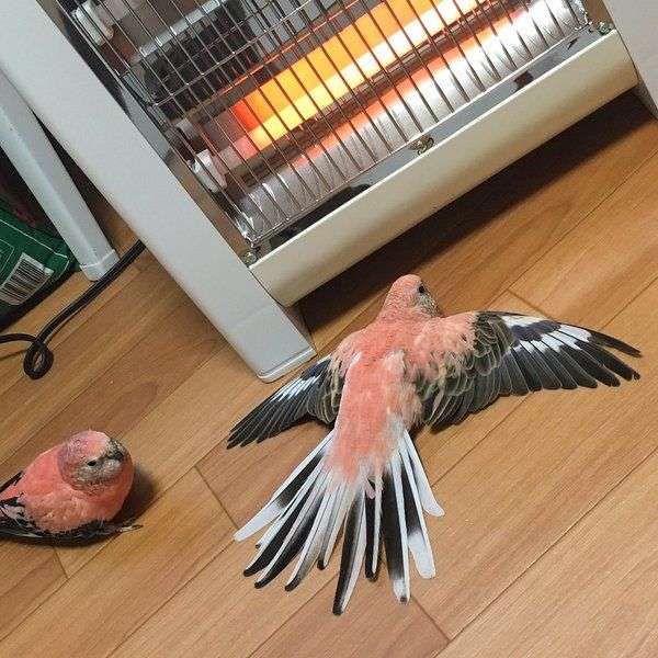 ぐにゃぐにゃな動物たち