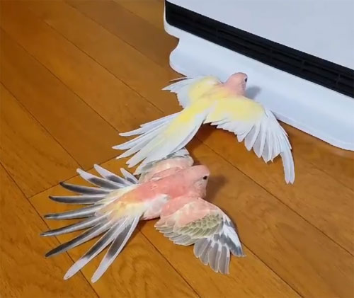 ぐにゃぐにゃな動物たち
