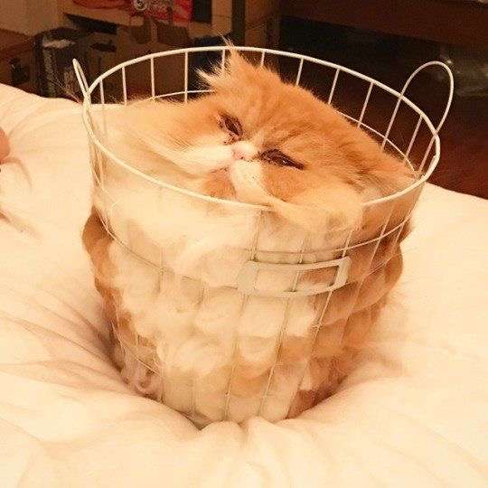 ぐにゃぐにゃな動物たち