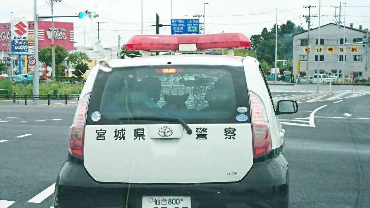 警察のお世話になる動物画像ください