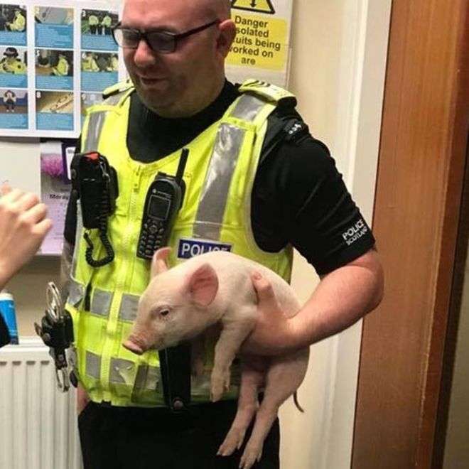 警察のお世話になる動物画像ください