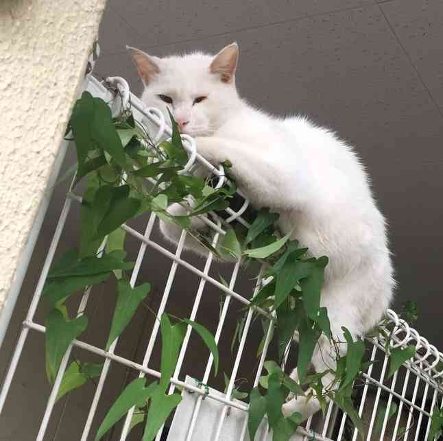 すごい所で寝ている猫がTwitterに投稿される→続々と同じ猫を見たと話題に  |  せかch