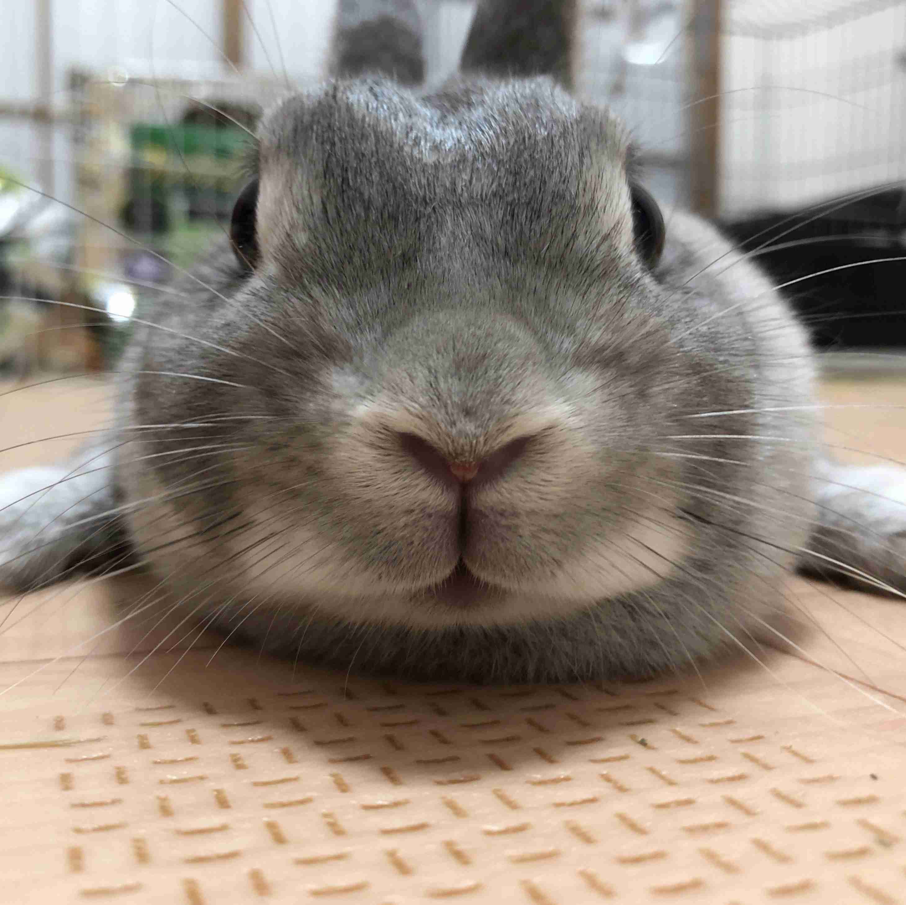 ねこ時々うさぎの写真を貼るトピ