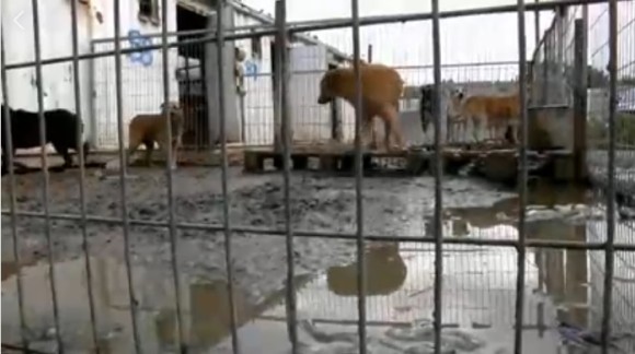 劣悪な状況にあったイスラエルの動物保護施設を丸ごと買い取った女性。収容されていた250匹以上犬全てが救われる : カラパイア