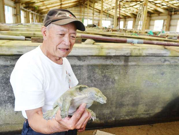 1人で3000匹のスッポンを…　難しい豪雪地帯での養殖に挑んだ男たちの40年 (1/2) 〈dot.〉｜AERA dot. (アエラドット) 
