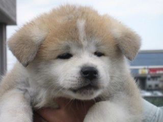 【実況・感想】大相撲9月場所を応援するトピ 【15日間見届けよう】