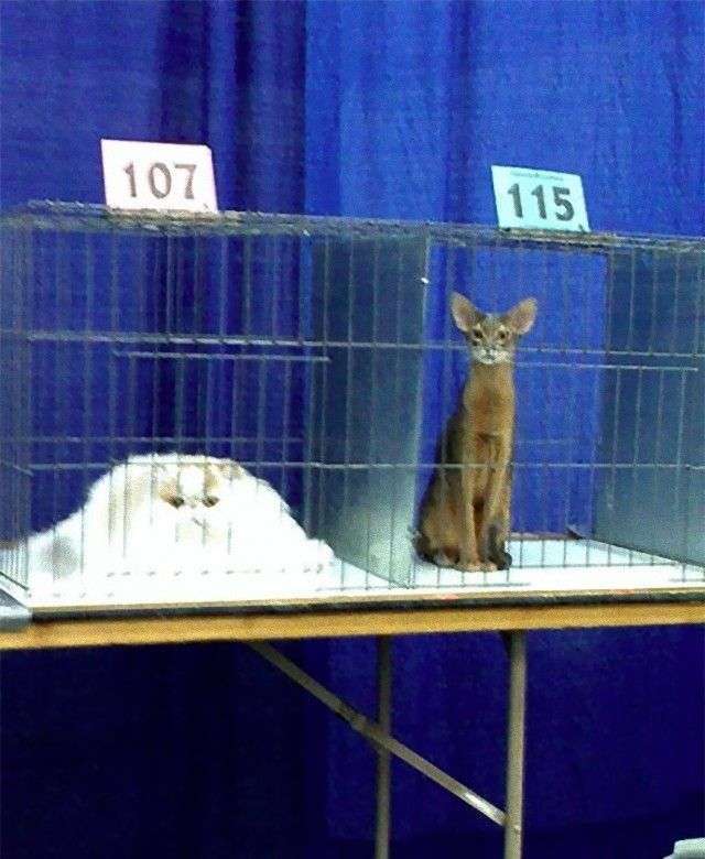 ぐにゃぐにゃな動物たち