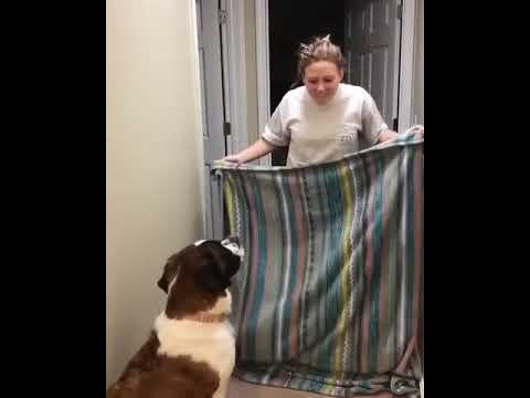 飼い主が突然消えるドッキリ 失敗 犬 - YouTube